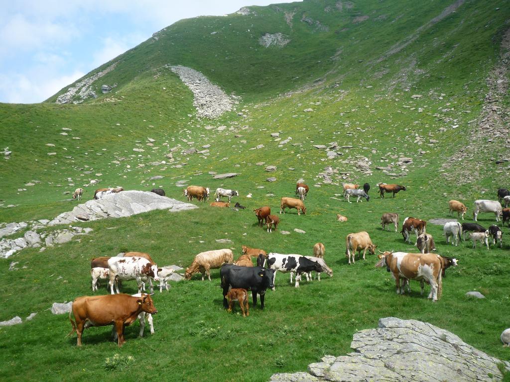 B&B Alpe Veglia Варцо Екстер'єр фото