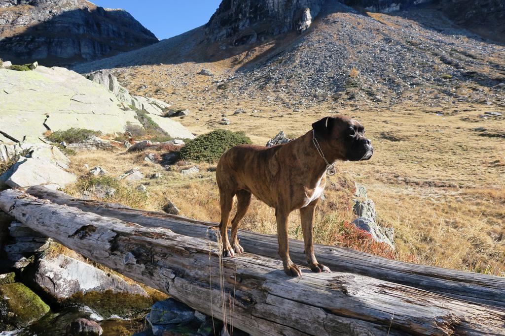 B&B Alpe Veglia Варцо Екстер'єр фото